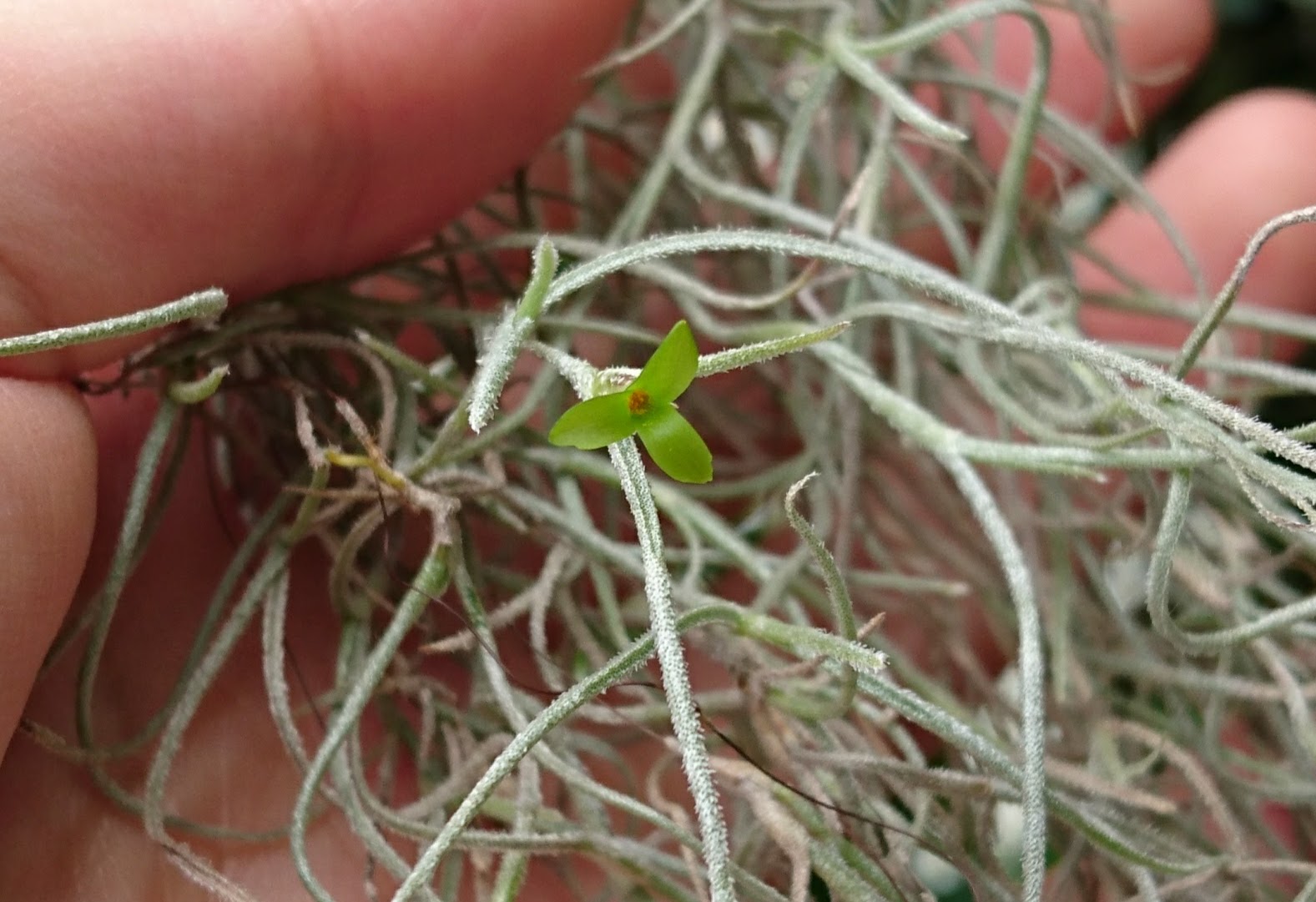 あすきん チランジア ウスネオイデスの花