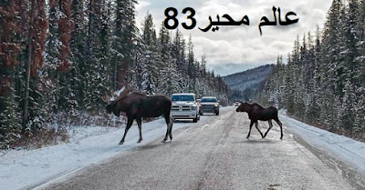 لماذا حذر الكنديون من ترك الموظ يلعق سياراتهم؟