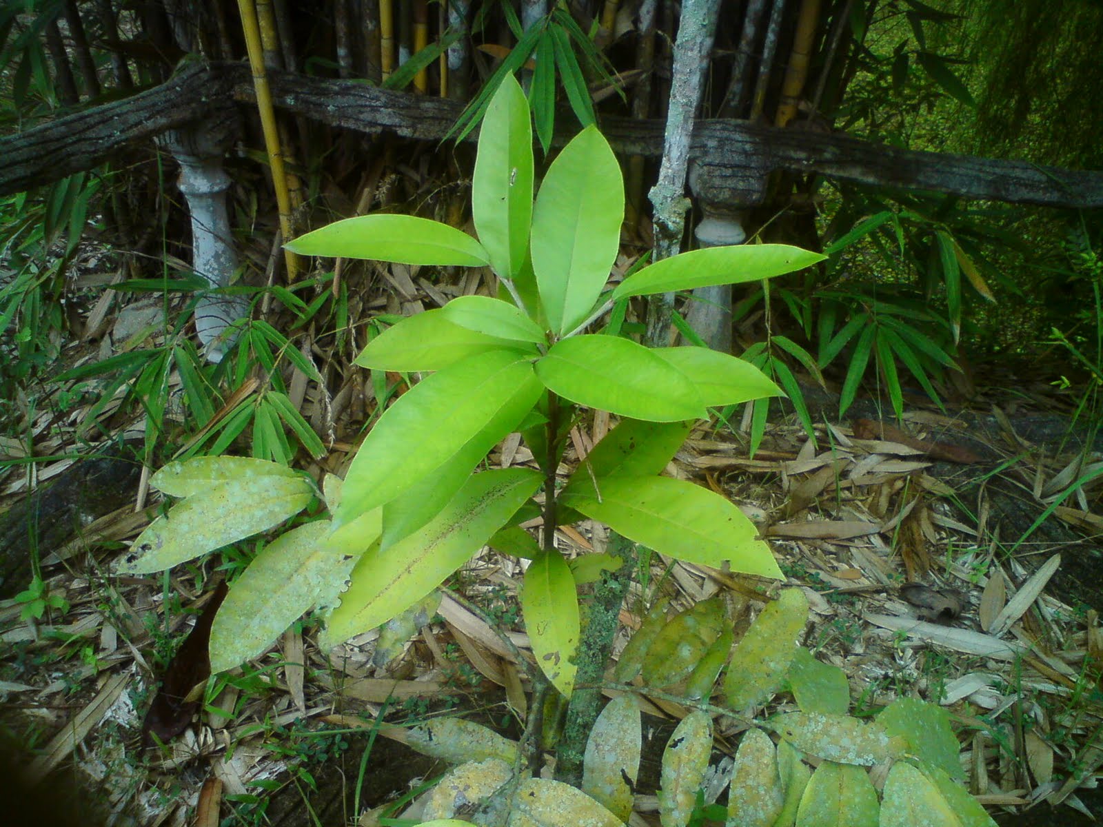 Pokok herba,bunga, ulaman dan segala jenis tumbuhan 