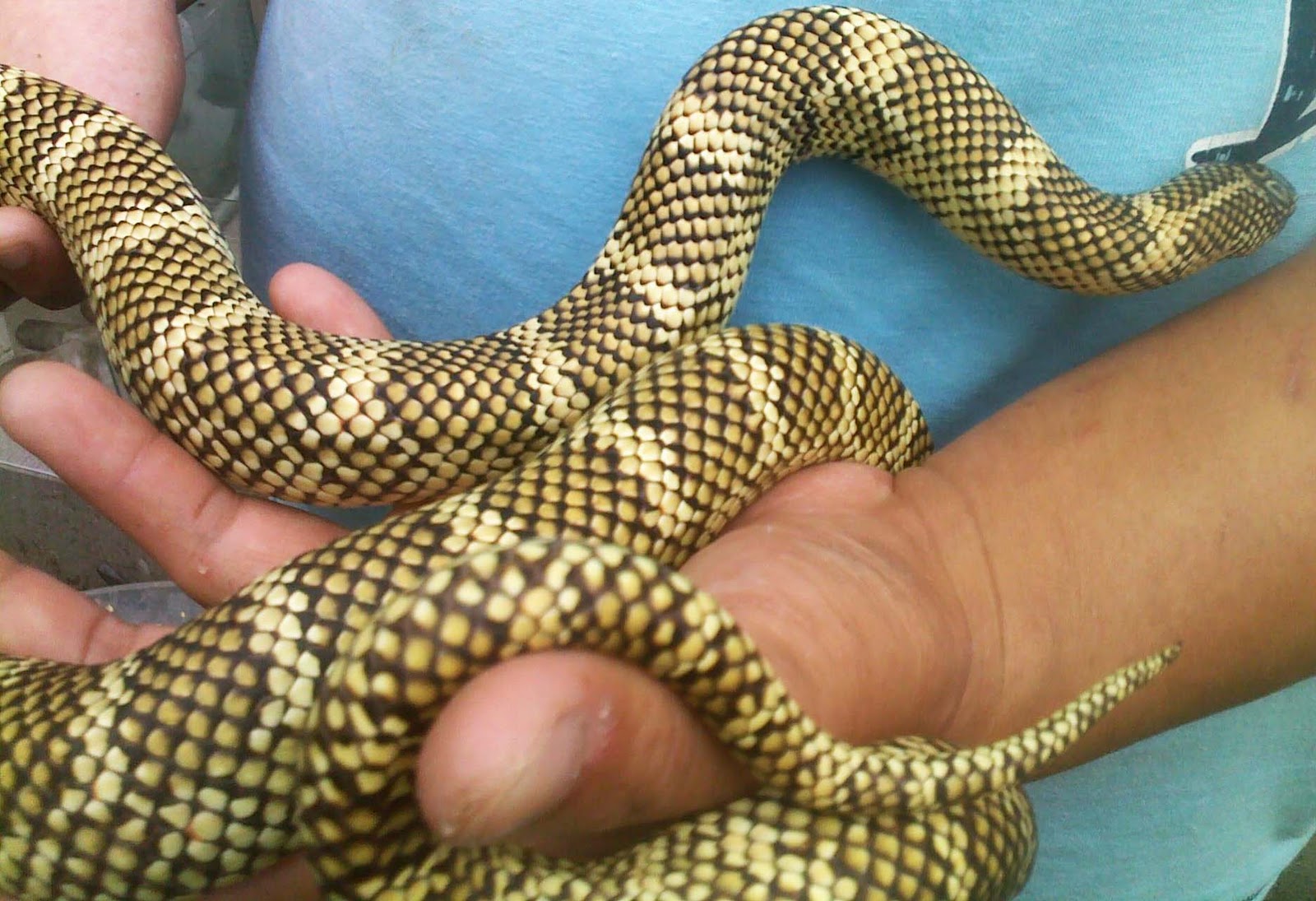 King Snake, North Eastern Kingsnake, Grey-banded Kingsnake, North Eastern Kingsnake, Desert Kingsnake, California Kingsnake, 