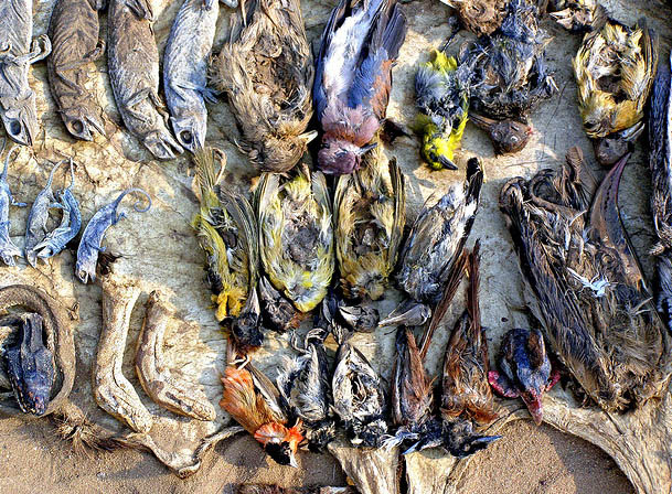 Dried birds on voodoo fetish market