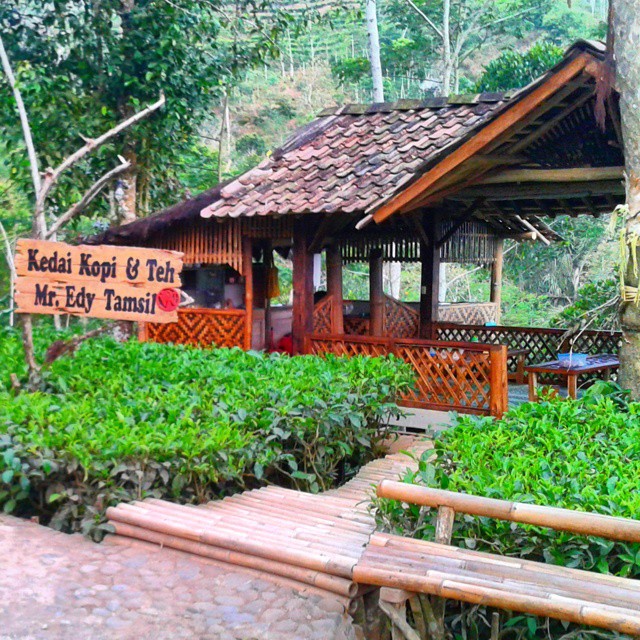 Indahnya Wisata Kebun Teh Nglinggo, Suasana Khas Kebun Teh Nglinggo