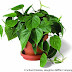 Philodendron Daun Unik Cetak Duit
