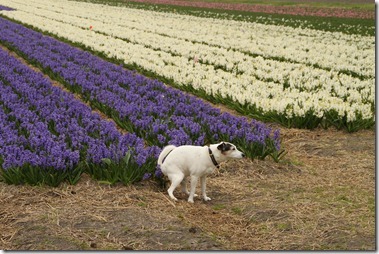 3de Loosterweg