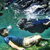 Wisata Snorkeling Purbalingga