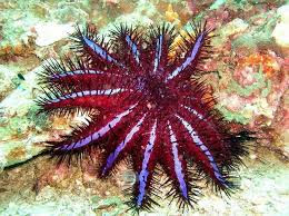 Echinoderms.