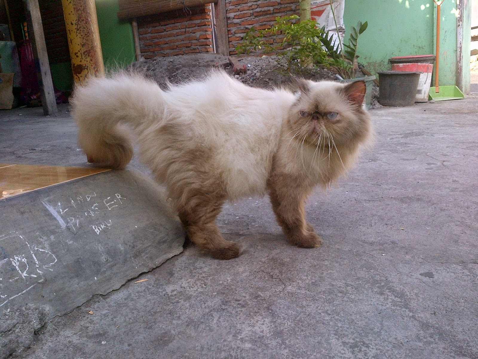  Gambar  Kucing  Usia  1 Bulan  Terlucu