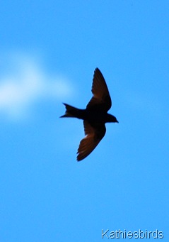 5. purple martin-kab