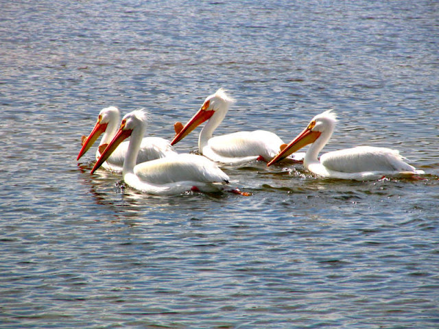 American White Pelican