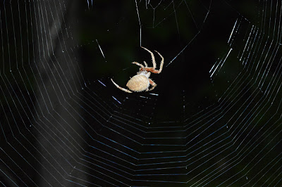 Halloween decorating and a garden spider