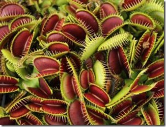 carnivorous plants