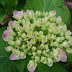 Hortensia flowers.