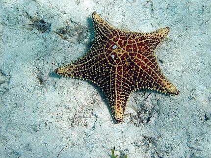 Gambar-Gambar Bintang Laut  wallpaper