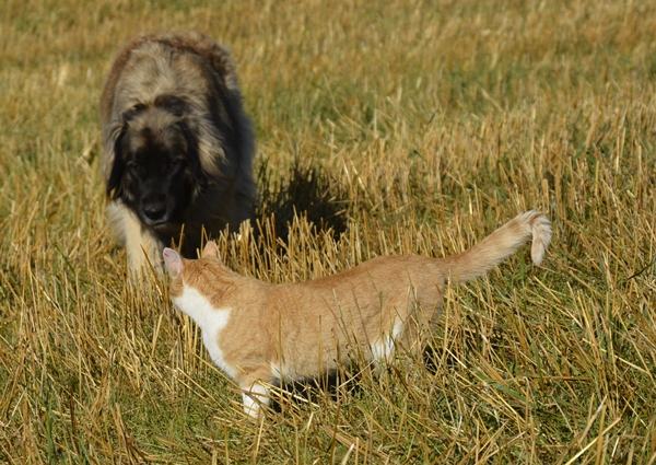 katt leonberger