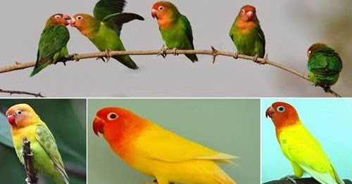 Daftar Harga Resmi Burung Lovebird Lengkap Semua Jenis  Terbaru