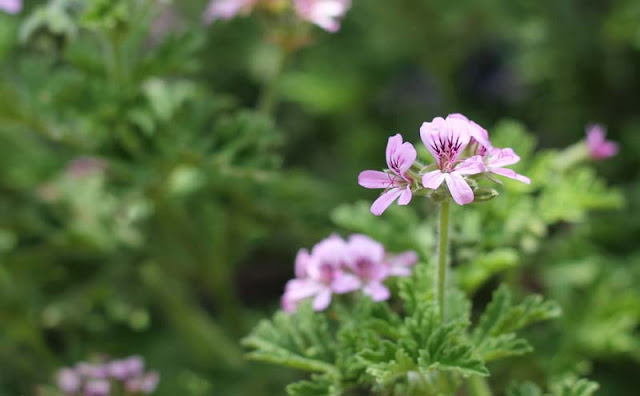 Pelargonium Graveolens Flowers Pictures