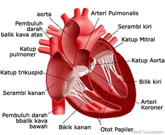 Bagian-bagian jantung