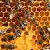 Descubren que virus puede estar aniquilando a millones de abejas por todo el mundo