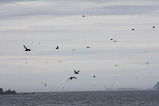 A Proliferation of Puffins.