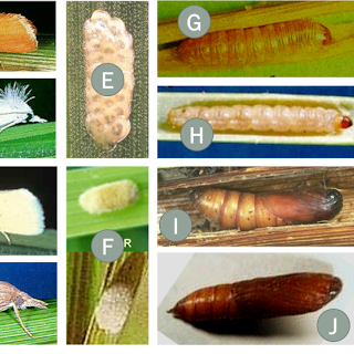 Penggerek Batang Padi (Rice Stem Borer)