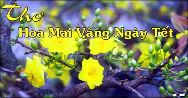 1001 bài thơ hay viết về Hoa Mai vàng khi Tết đến Xuân về