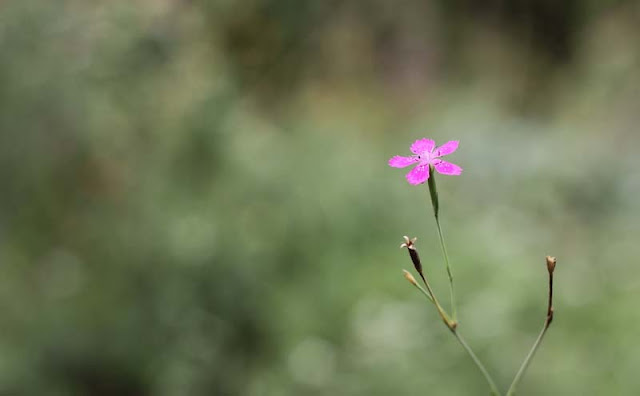 Deptford Pink Flowers Pictures