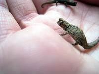 Brookesia minima