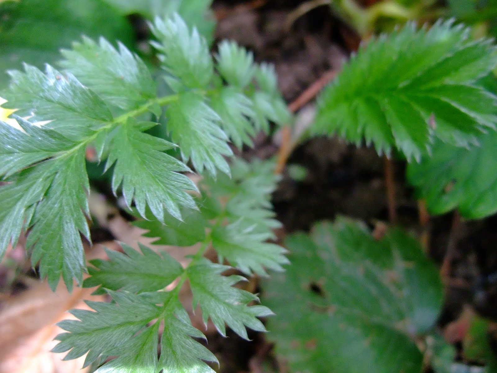 Silverweed Has The Highest Content Of Vitamin C Of All The Weeds