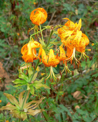 Лилия Гумбольдта (Lilium humboldtii)