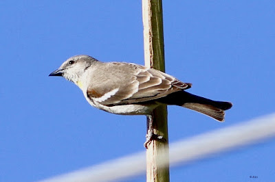 Yellow-throated Sparrow