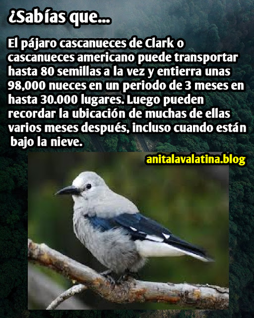 ¿Sabías que, Curiosidades El pájaro cascanueces de Clark que puede transportar hasta 80 semillas