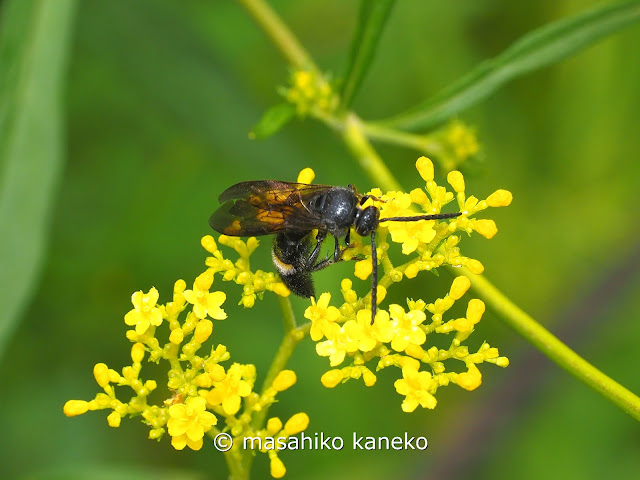 キオビツチバチ