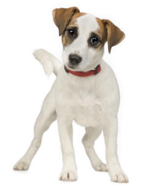 Russell Terrier Dog is a Hunting Dog