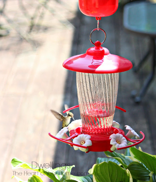 Hummingbird visiting the feeder.