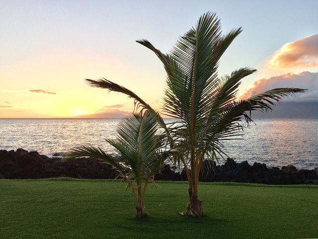 sunset palm trees Maui Hawaii