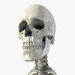 BB - Skeleton - 03.jpg54ce07d8-c2d7-4c1b-88f0-eb6d46ace6beLarge