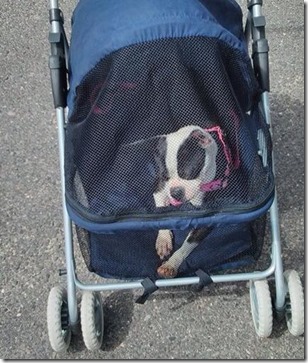 mazy stroller