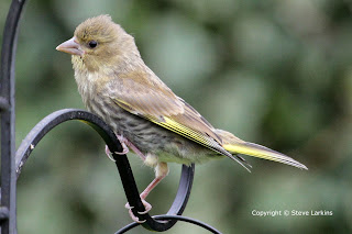 Juvenile Greenfinch