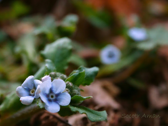 Omphalodes japonica