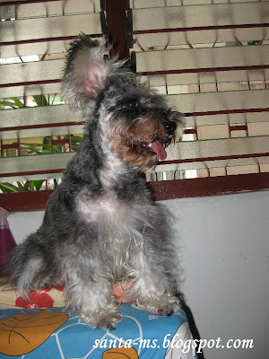 Miniature-Schnauzer