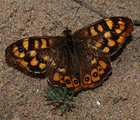 La maculada o mariposa de los muros (Pararge aegeria)