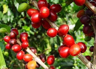 Café Caliente, taza de café, café salvadoreño