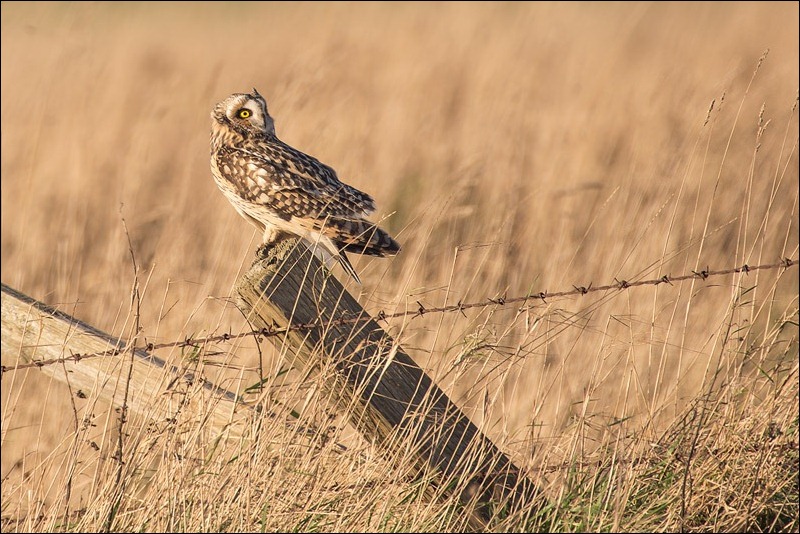 Short Eared Owl