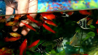How To Feed Fish