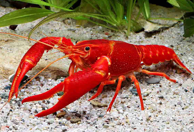 BUDI DAYA LOBSTER AIR TAWAR