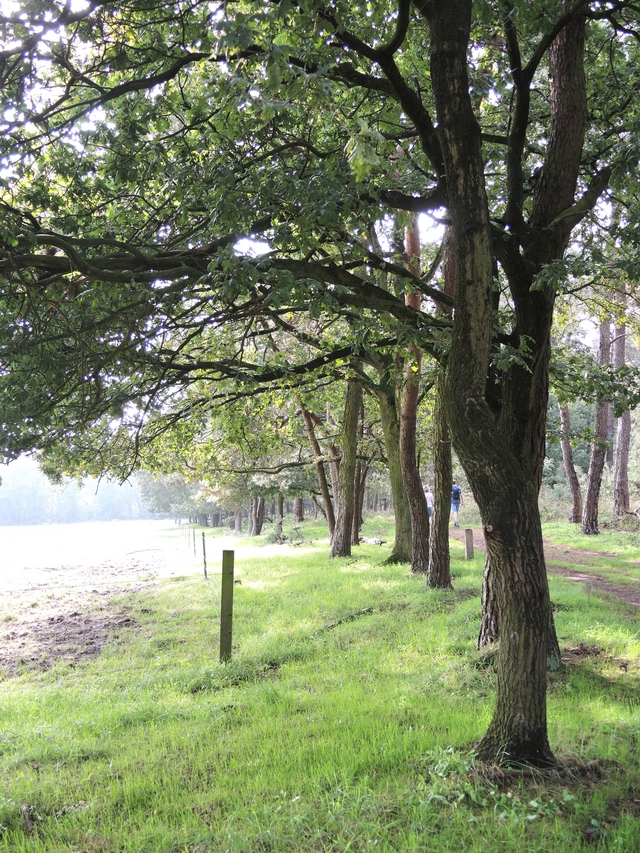 Wandeling in de Kalmthoutse heide