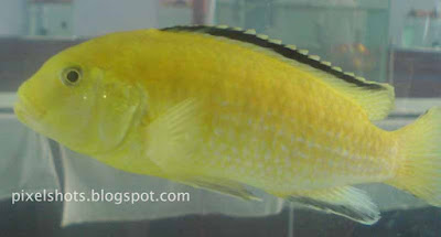 aquarium-ornamental-fishes,african-fishes,lemon-drop-fishes,labidos-in-aquariums,aquarium-fish-exhibition-kerala-cochin,ernakulam-aqua-show-fishes,aquarium-photos-with-cellphone-cameras