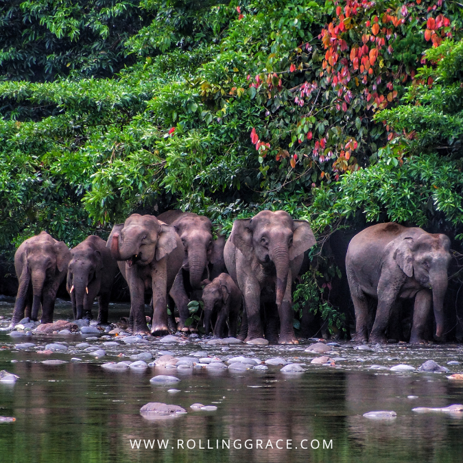 Danum Valley Conservation Centre