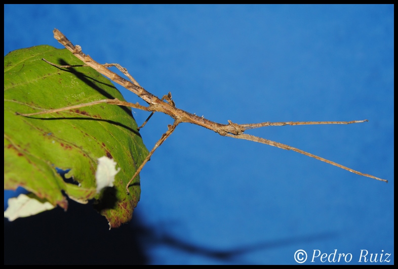 Ninfa hembra L4 de Onchestus rentzi, 5,5 cm de longitud