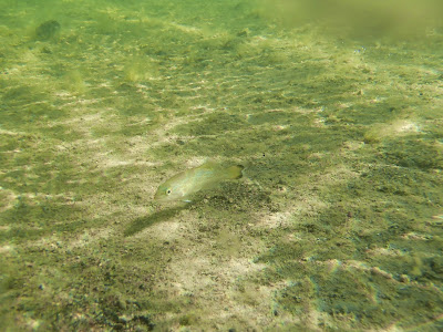 Baby Fish